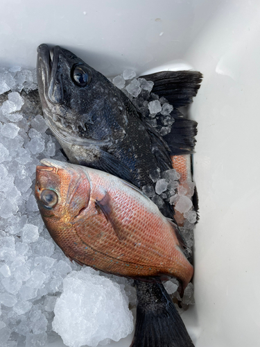 アイナメの釣果