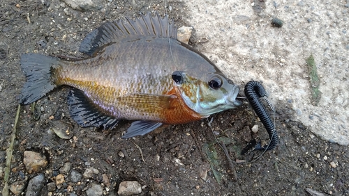 ブルーギルの釣果