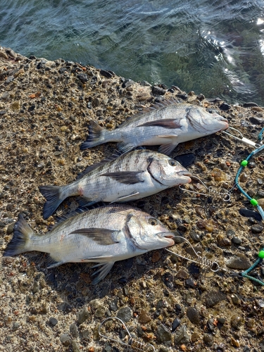 クロダイの釣果