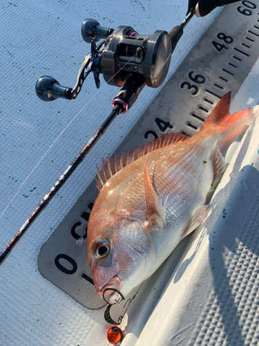 マダイの釣果