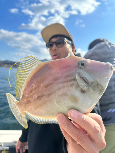 カワハギの釣果