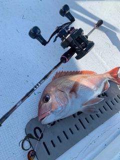 マダイの釣果