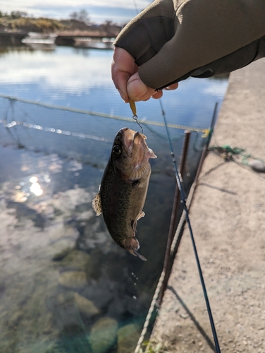 ニジマスの釣果