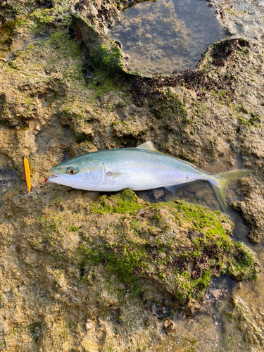 イナダの釣果