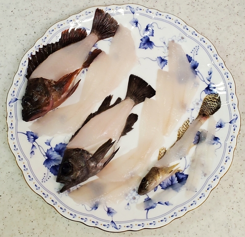 カサゴの釣果