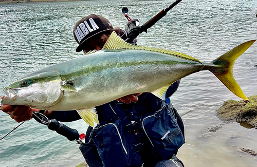 ブリの釣果