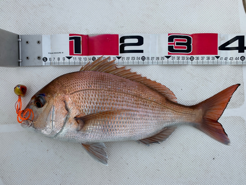 マダイの釣果