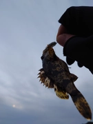 タケノコメバルの釣果