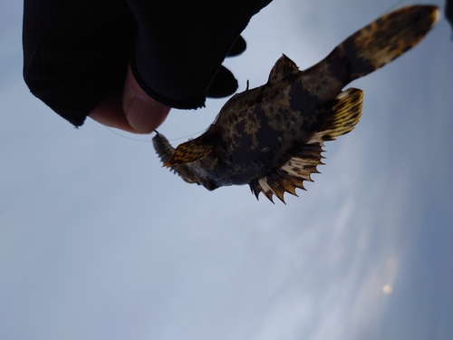 タケノコメバルの釣果