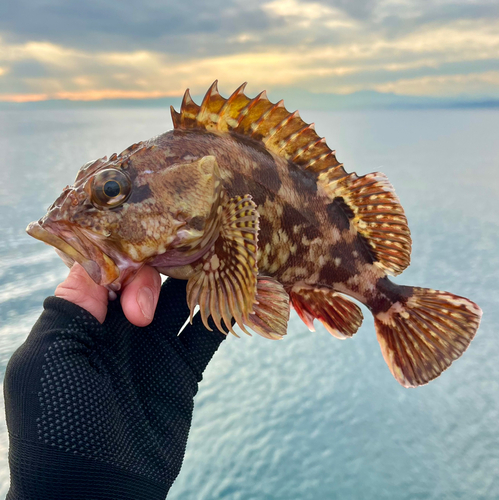 カサゴの釣果