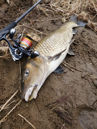 ニゴイの釣果