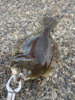 カレイの釣果