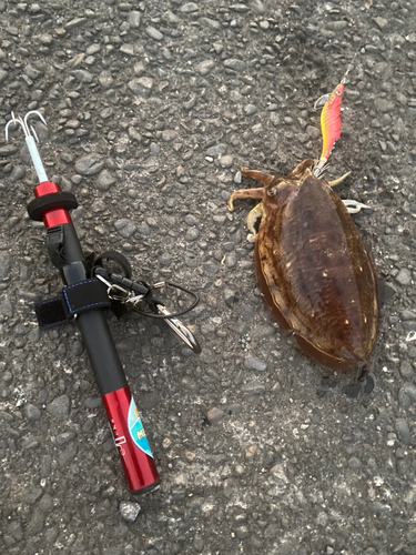 コウイカの釣果