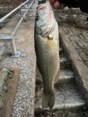 ラージマウスバスの釣果