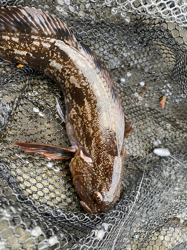 アイナメの釣果