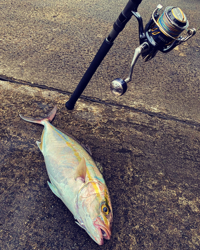 カンパチの釣果