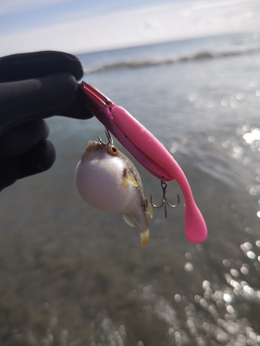 クサフグの釣果