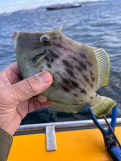 カワハギの釣果