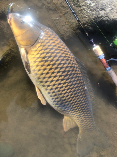 コイの釣果