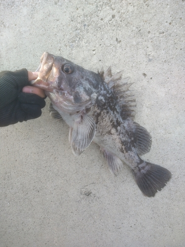 クロソイの釣果