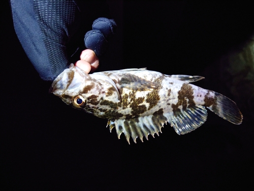 タケノコメバルの釣果