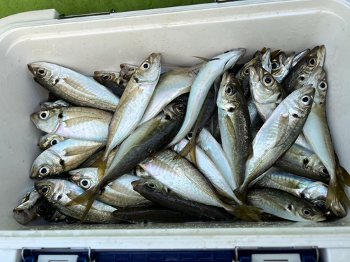 アジの釣果