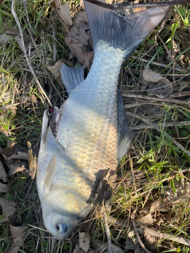 ヘラブナの釣果