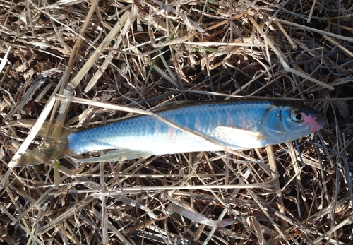 オイカワの釣果