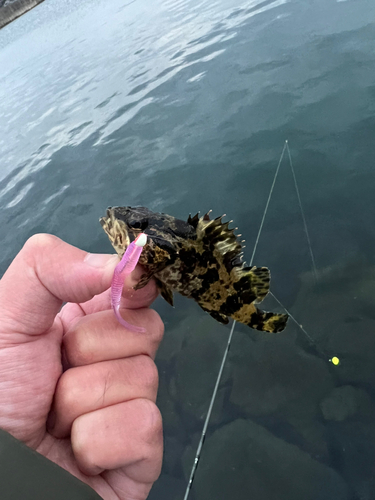 タケノコメバルの釣果