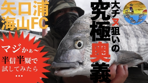 クロダイの釣果