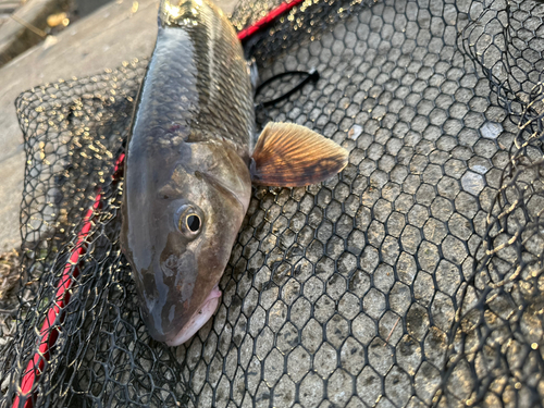 ニゴイの釣果