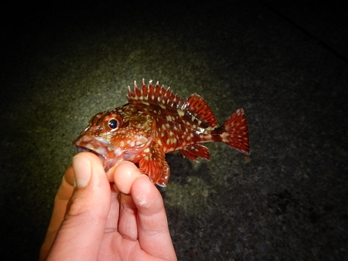 カサゴの釣果