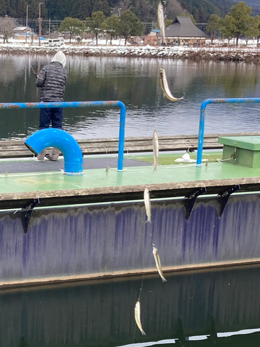 ワカサギの釣果