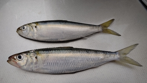 カタボシイワシの釣果