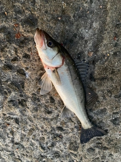 セイゴ（マルスズキ）の釣果