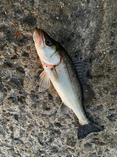 セイゴ（マルスズキ）の釣果