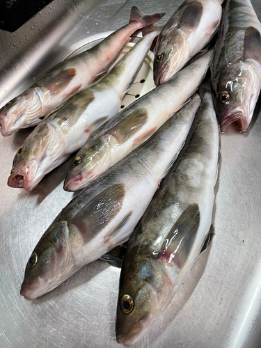 ホッケの釣果