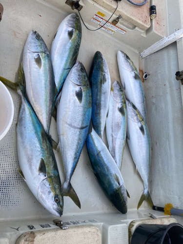 ブリの釣果