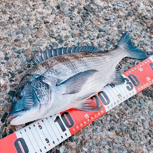 クロダイの釣果