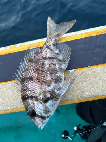 タイの釣果