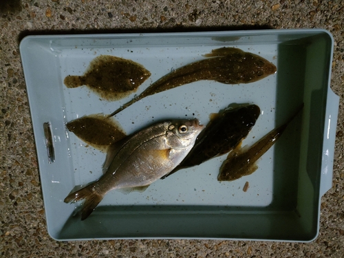 カレイの釣果