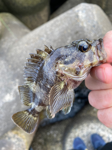 ムラソイの釣果