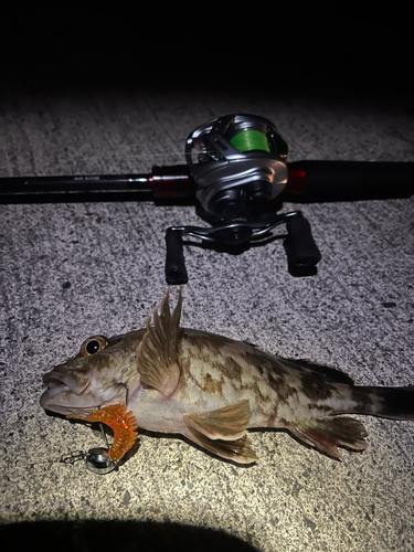 カサゴの釣果