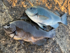 クチブトグレの釣果