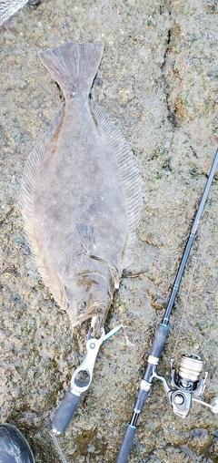 ヒラメの釣果