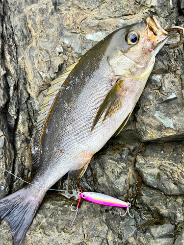 イサキの釣果