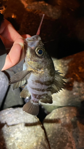 メバルの釣果