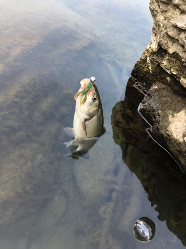 ウグイの釣果