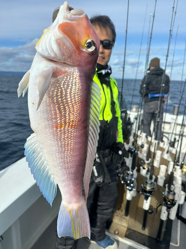 ワラサの釣果