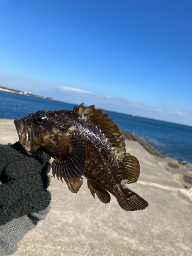 ソイの釣果